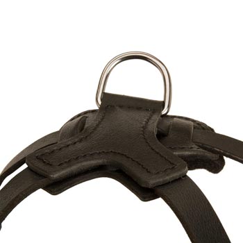 D-ring Attached to Dog Harness