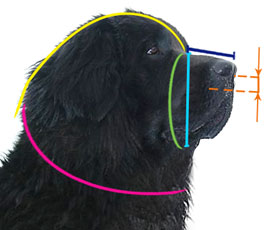 How to
measure your dog