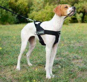 dog harness store