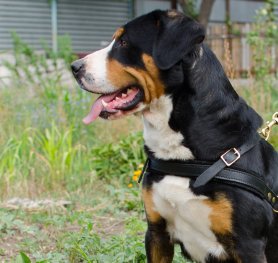 Selection and Training a Dog for Schutzhund